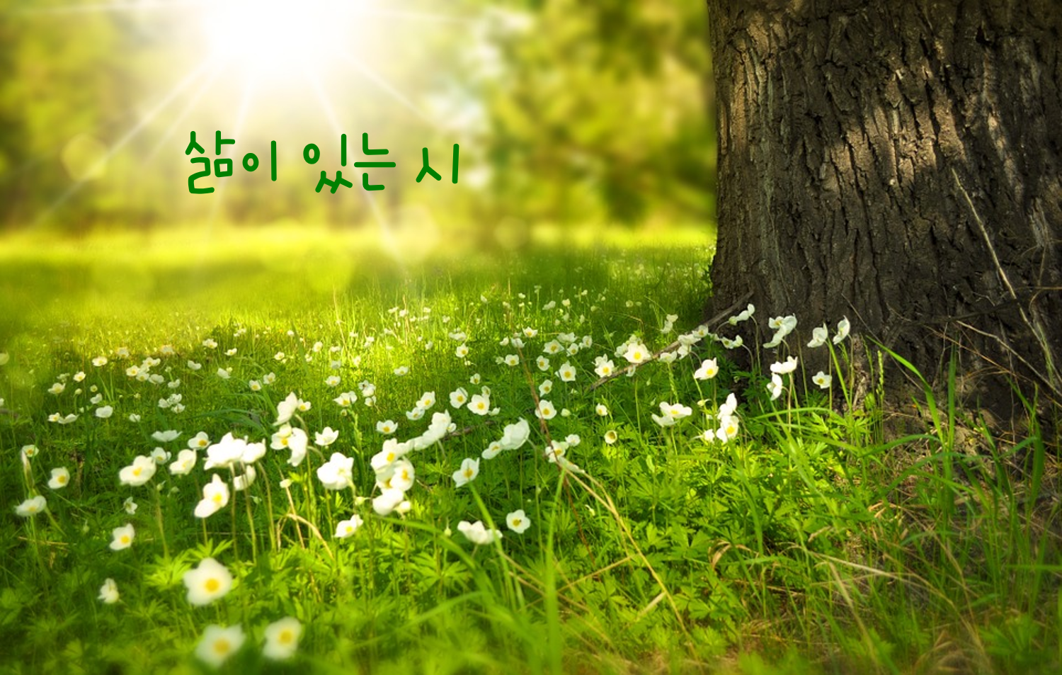 [삶이 있는 시] 풀꽃 – 나태주 | Korean Life
