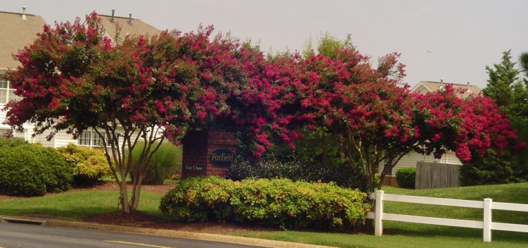 요즘 많이 보이는 분홍 꽃나무 이름은? Crape Myrtle!