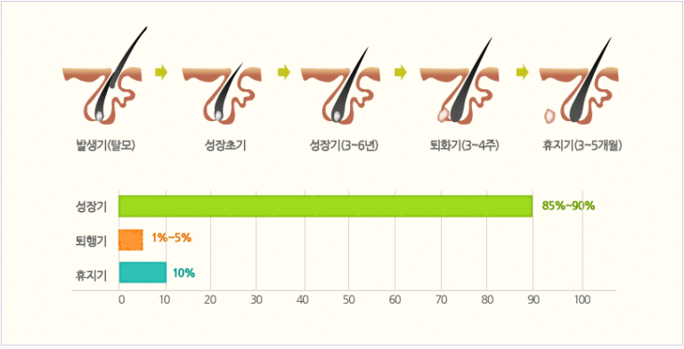 [정선용 박사의 건강 칼럼] 탈모와 발모의 메커니즘 2편