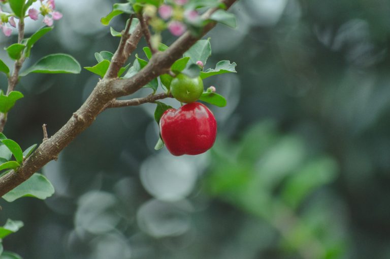 [건강 칼럼] GMO 농작물, 생각보다 안전합니다